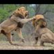 Animals Fights - Best Lions fights - Animal Attack