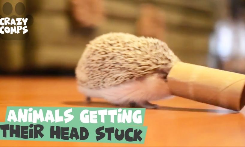 Animals Getting Their Head Stuck Compilation | All Were Rescued