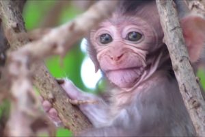 Animals Monkey, baby monkey playing with brother so happy | good day family monkeys