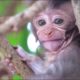 Animals Monkey, baby monkey playing with brother so happy | good day family monkeys