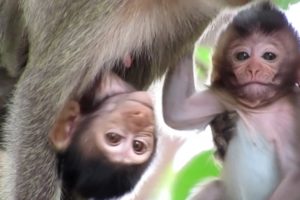 Animals Monkey,baby sika and mother eat water | family monkey sitting play