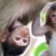 Animals Monkey,baby sika and mother eat water | family monkey sitting play