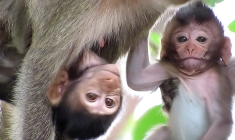 Animals Monkey,baby sika and mother eat water | family monkey sitting play