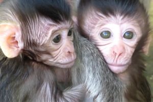 ?Animals Monkeys?baby monkey cuteboy playing with mom