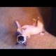 Animals Playing Dead Compilation 2013 HD Animal Funny Video 2014