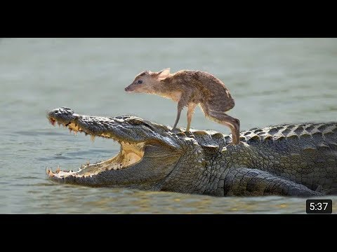 Animals Rescued Babies #21 | Gvid Animals TV