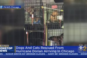 Animals Rescued From Hurricane Dorian Arrive In Chicago