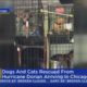 Animals Rescued From Hurricane Dorian Arrive In Chicago