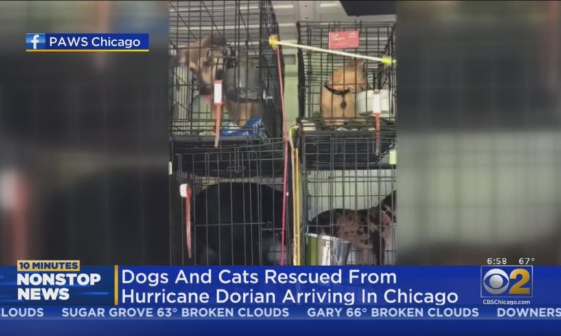 Animals Rescued From Hurricane Dorian Arrive In Chicago