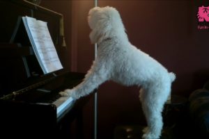 Animals With Musical Talents Compilation