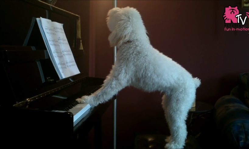 Animals With Musical Talents Compilation