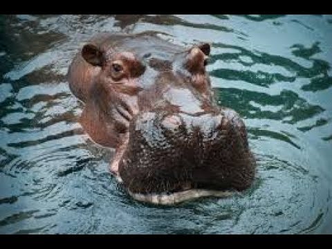 Animals attack - Lions attack Hippos and Warthogs - Animal fights/ RN Animal channel