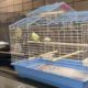 Animals rescued from hoarding case