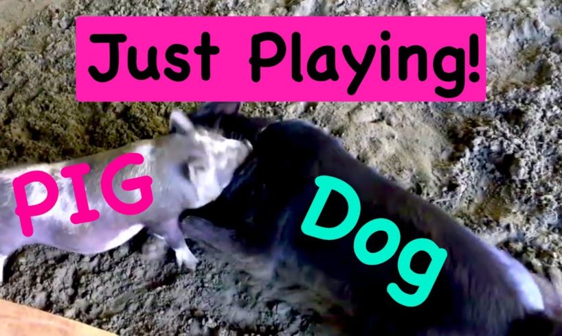 Awesome Funny Cute Animals ~ Pet Pig playing with  Dog on the Beach