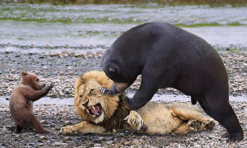 BIG MISTAKE LION STEAL BABY BEAR - Mother Bear Save Her Baby From Lion