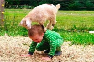 Babies and Kids Love playing with Animals   Cuteness!