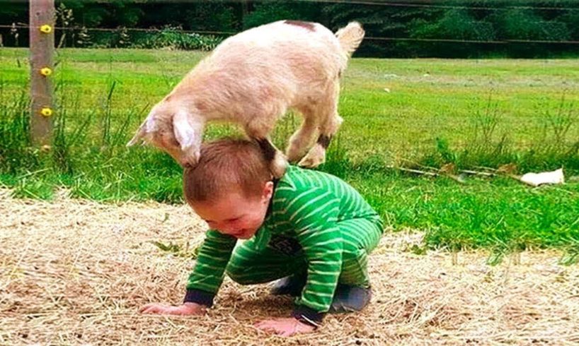 Babies and Kids Love playing with Animals   Cuteness!