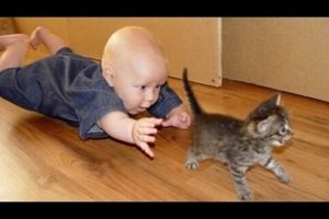 Babies annoying cats – Funny baby & cat compilation