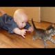 Babies annoying cats – Funny baby & cat compilation