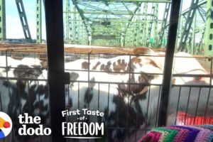Baby Cows Are So Happy To Run Wild With Rescued Animals  | The Dodo First Taste Of Freedom