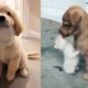 Baby Dogs Cute And Funny - Cutest Puppies Ever In The World | Cute Puppy Doing Cute Things