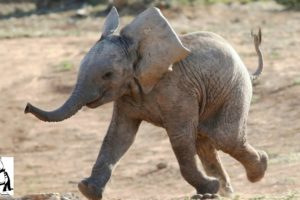Baby Elephants Chasing Other Animals Compilation!