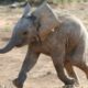 Baby Elephants Chasing Other Animals Compilation!