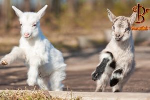 Baby Goats Jumping On Other Animals - Beautiful Things