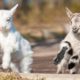 Baby Goats Jumping On Other Animals - Beautiful Things