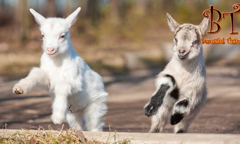 Baby Goats Jumping On Other Animals - Beautiful Things