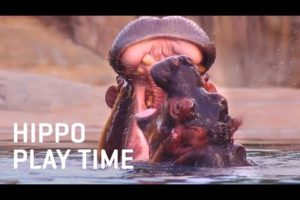 Baby Hippo Adanna Plays with Mom | Dallas Zoo