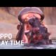 Baby Hippo Adanna Plays with Mom | Dallas Zoo