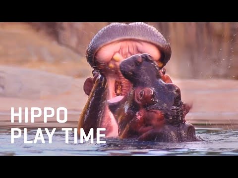 Baby Hippo Adanna Plays with Mom | Dallas Zoo