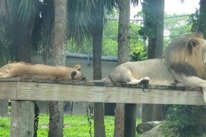 Baby Lions Playing