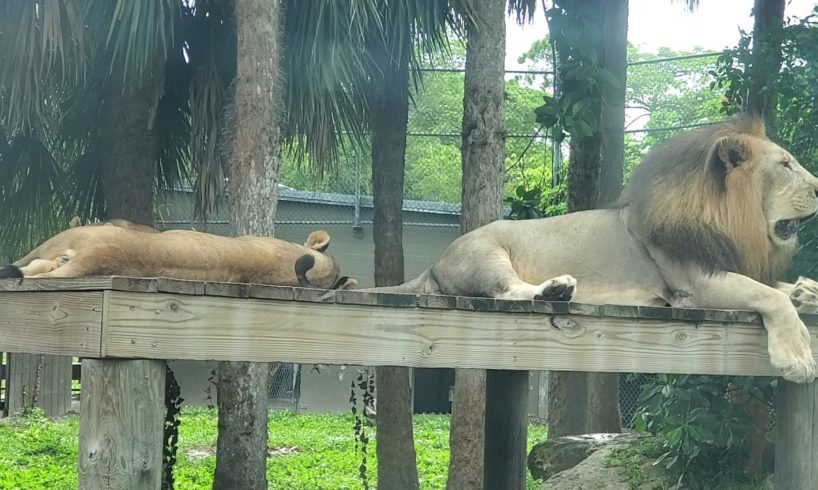 Baby Lions Playing