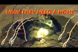 Baby Monkey Abu | Epic puppy rescue in the cave.  Rescue 8 newborn puppies in the ground