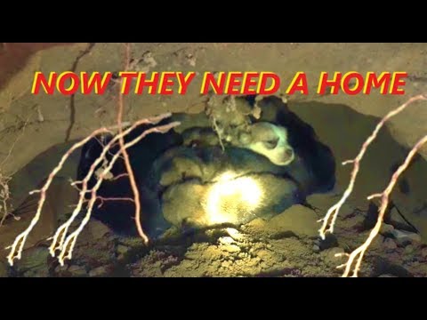 Baby Monkey Abu | Epic puppy rescue in the cave.  Rescue 8 newborn puppies in the ground