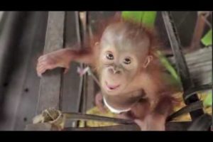 Baby Orangutan Rickina!