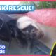 Baby Skunks Get Lost — Stinkiest Rescue Ever! | Animal Videos For Kids | Dodo Kids: Rescued!