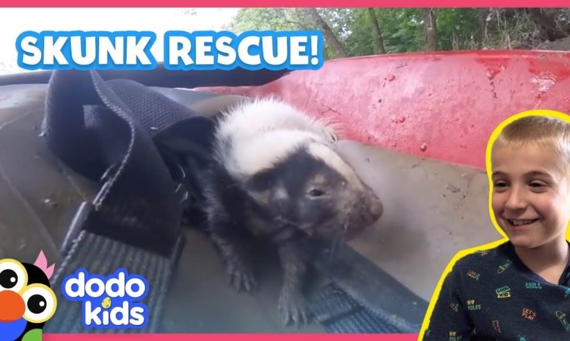 Baby Skunks Get Lost — Stinkiest Rescue Ever! | Animal Videos For Kids | Dodo Kids: Rescued!