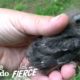 Baby Starling Chooses His Rescuer As His Dad | The Dodo Little But Fierce
