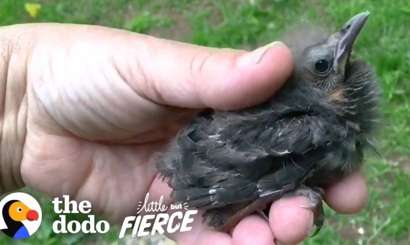 Baby Starling Chooses His Rescuer As His Dad | The Dodo Little But Fierce