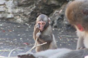Baby monkey playing with branches : Baby Animal Movie