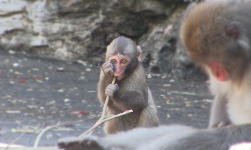 Baby monkey playing with branches : Baby Animal Movie