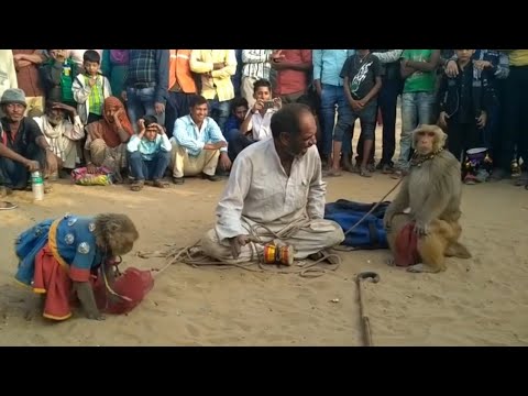 Bandar Aur Bandriya Ka Khail |People Are Awesome | Most Funny Video In World