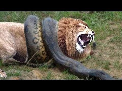 Battle of the Animals   Epic fights