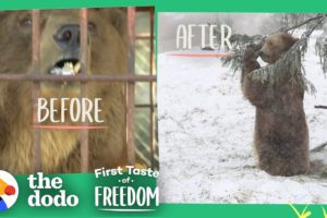 Bear Who Spent His Life In A Cage Is Thrilled To Play In Snow | The Dodo First Taste Of Freedom