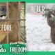 Bear Who Spent His Life In A Cage Is Thrilled To Play In Snow  | The Dodo First Taste Of Freedom