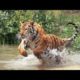 Beautiful World - Wild Animals (Petar Milinković - Ashes Of Stars) [Short Film]