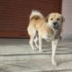 Beautiful cute puppies in Bhutan